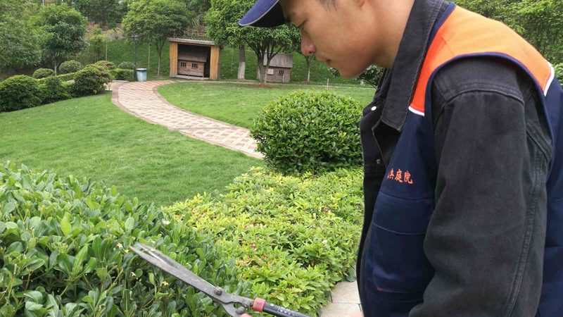 垂直绿化植物墙：打造城市绿色新景观**