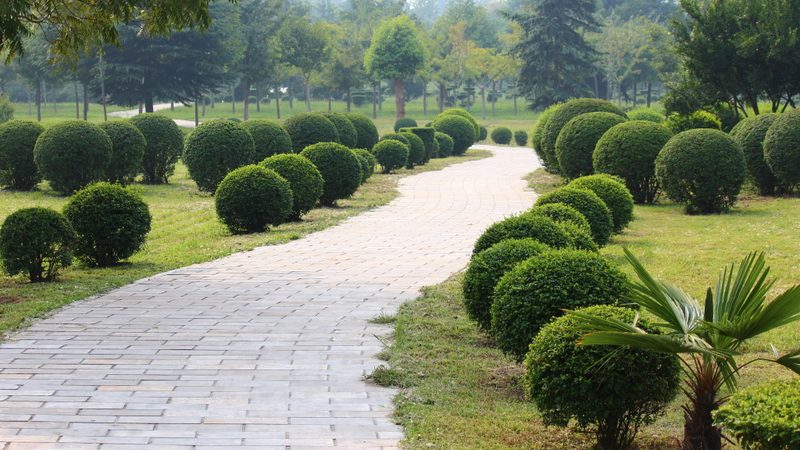 苗木种植技术视频教程：从选苗到养护的完整步骤详解