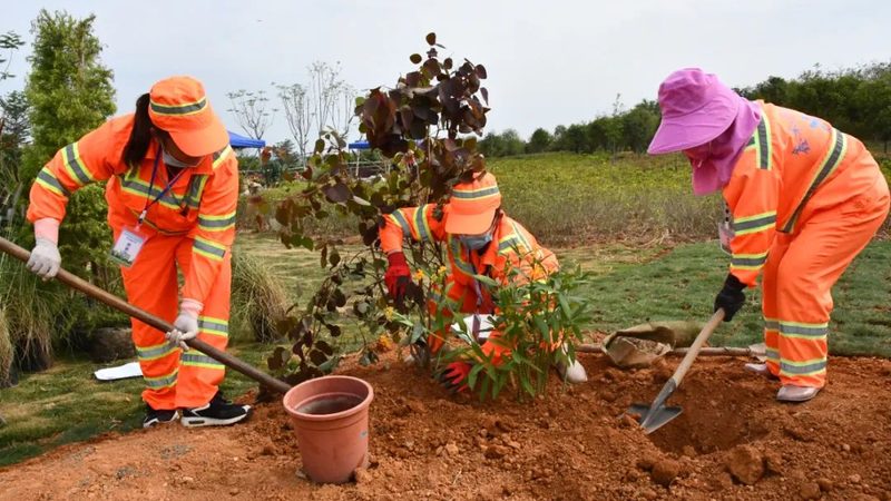庭院观赏苗木：如何挑选高品质厂家直销产品