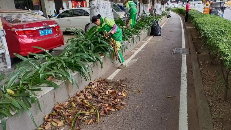 苗木种植技术视频教程：高清版，揭秘种植秘诀