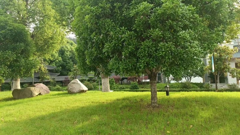 立体绿化与垂直绿化：标准规范解析与应用