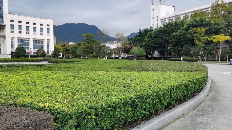 别墅绿化养护费用明细：揭秘成本构成与优化策略**